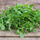 Organic Green Pea Shoots - Australia