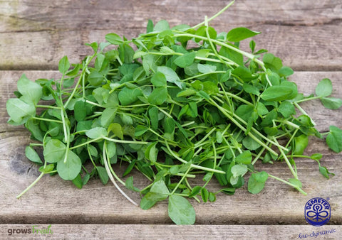 Organic Green Pea Shoots - Australia